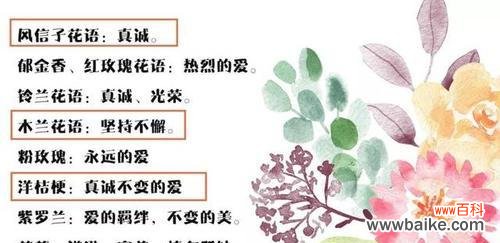 如何理解花语的含义?解花语有哪些常见的误区?