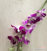 如何理解花语的含义？解花语有哪些常见的误区？