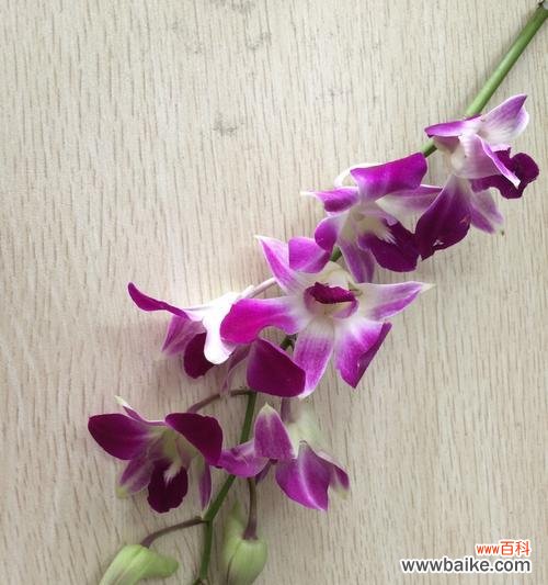 如何理解花语的含义?解花语有哪些常见的误区?