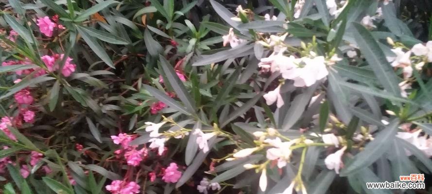 如何理解花语的含义?解花语有哪些常见的误区?