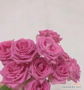 传递温馨、关爱与美丽的家庭 玫瑰家庭