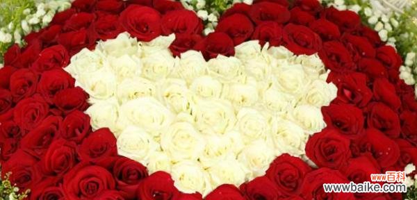 传递温馨、关爱与美丽的家庭 玫瑰家庭