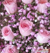 探索玫瑰花语的起源、种类与表达方式 玫瑰花语的意义与传承