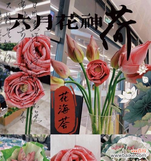 用花语传递的爱与纯洁 玫瑰花与荷花的花语之美