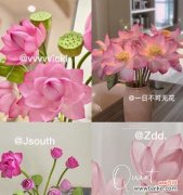 用花语传递的爱与纯洁 玫瑰花与荷花的花语之美