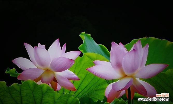 用花语传递的爱与纯洁 玫瑰花与荷花的花语之美