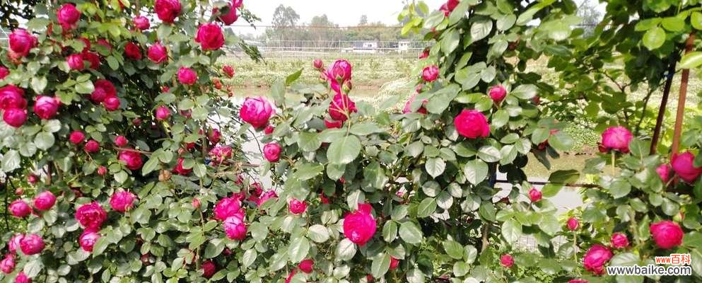探索自然奇迹，玫瑰花型的多样性与美丽共鸣 玫瑰花样的植物——追寻美的芬芳世界