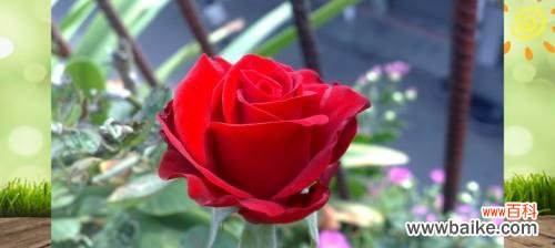 传递爱情与美丽的花朵 玫瑰的西方象征意义