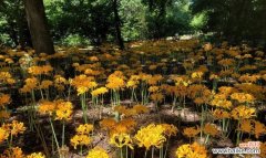 用玫瑰石蒜的花语传递你的心意 玫瑰石蒜的花语