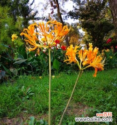 用玫瑰石蒜的花语传递你的心意 玫瑰石蒜的花语