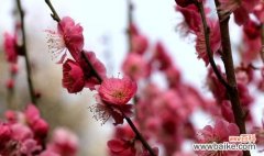 探索梅花的深意，解读梅花的花语 梅花花语的美丽寓意