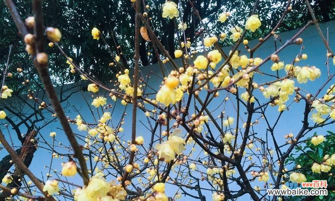 探索梅花的深意，解读梅花的花语 梅花花语的美丽寓意