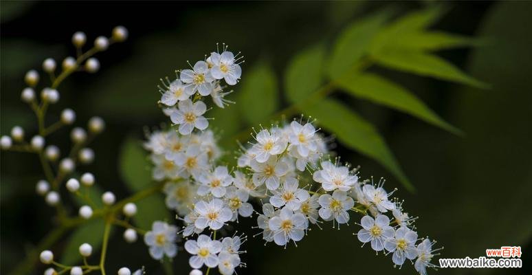 寒冬中的生命之美 梅花花语——坚强与希望