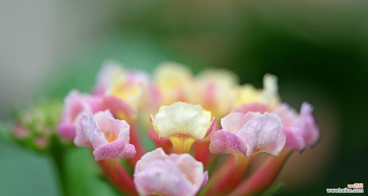 寒冬中的生命之美 梅花花语——坚强与希望