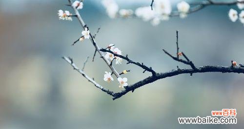 寒冬中的生命之美 梅花花语——坚强与希望