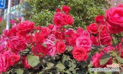 探索玫红月季种类花语的奥秘与意义 玫红月季种类名字花语揭示的深意