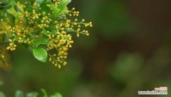 探索米兰花的花语，感受其神秘与优雅 米兰花的花语