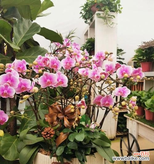 用花语传递情感,品味迷你蝴蝶兰的美丽与独特 迷你蝴蝶兰的花语与养护秘籍