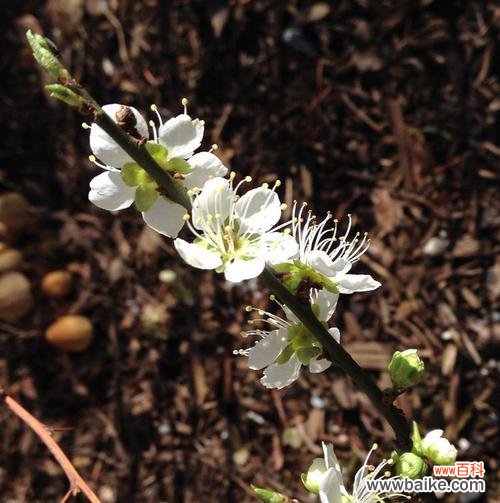 探究梅花摘心在文化中的重要意义 梅花摘心的含义与象征