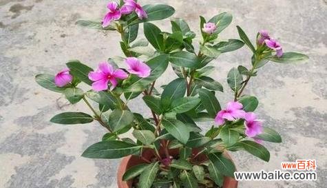 探究梅花摘心在文化中的重要意义 梅花摘心的含义与象征