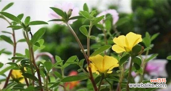 探究梅花摘心在文化中的重要意义 梅花摘心的含义与象征