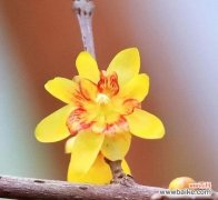 以梅花先花后叶寓意为主题的探索与赏析 梅花之美