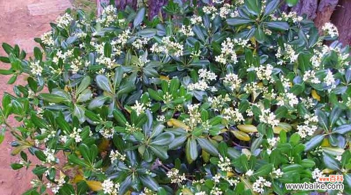 探索米兰花语的深刻含义与美妙魅力 米兰花语