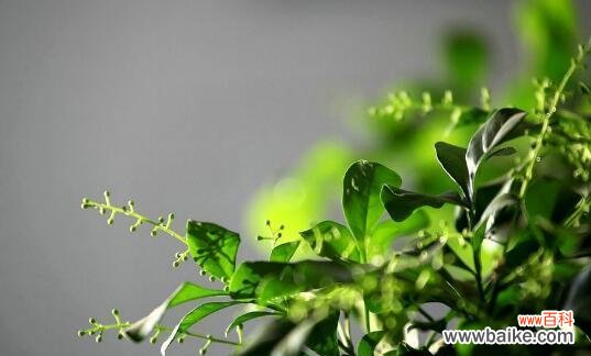 探索米兰花语的深刻含义与美妙魅力 米兰花语