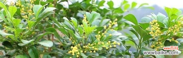 探寻米兰花的美丽与深意 米兰花的象征与意义