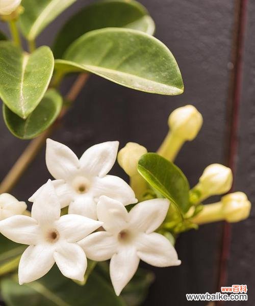 寓意高尚、温柔的米兰花，传递生命的芬芳 米兰花的花语特点——诠释美与纯洁