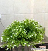 寓意高尚、温柔的米兰花，传递生命的芬芳 米兰花的花语特点——诠释美与纯洁