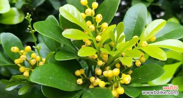 寓意高尚、温柔的米兰花，传递生命的芬芳 米兰花的花语特点——诠释美与纯洁