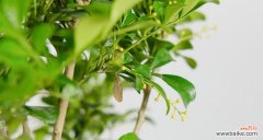 探索米兰花所代表的花语，了解其背后的寓意 米兰花的花语及其意义