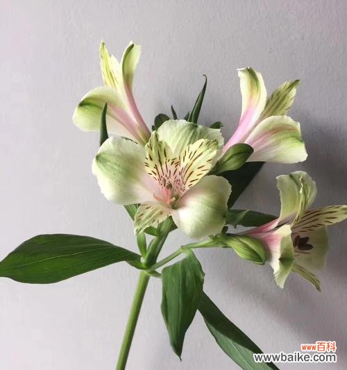 秘鲁百合花语解读与传递的情感和力量 秘鲁百合花语与心灵的交汇