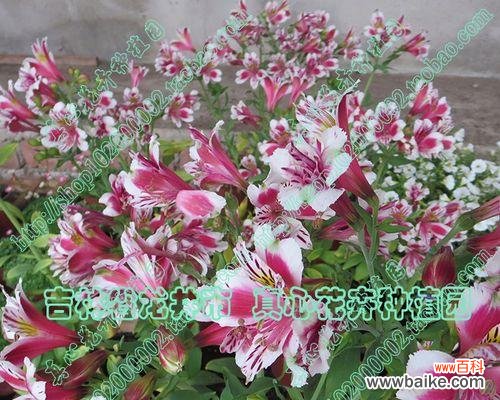 秘鲁百合花语解读与传递的情感和力量 秘鲁百合花语与心灵的交汇