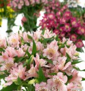 秘鲁百合的含义及其在文化传承中的重要地位 秘鲁百合