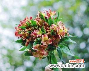 秘鲁百合的含义及其在文化传承中的重要地位 秘鲁百合