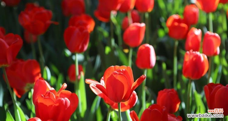 用红色郁金香传递爱与激情的花语之美 红色郁金香的花语——爱的热情