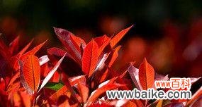 探索红叶石楠的寓意和特点 红叶石楠