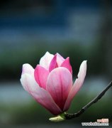 红玉兰的花语及其在生活中的意义 红玉兰花花语