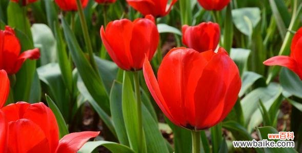 红色郁金香花开 红色郁金香的花语