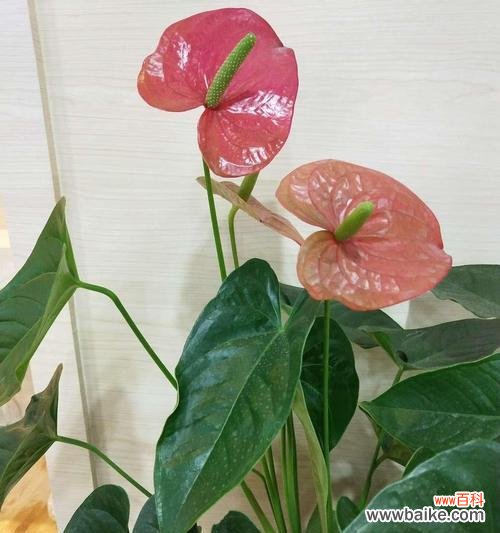 红掌花开 红掌的寓意——生命的坚韧与美丽