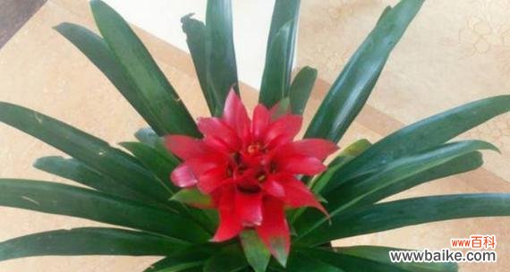 揭示花语中的吉祥与繁荣 以鸿运当头花的花语