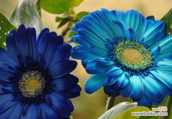 竹叶菜的花语和寓意有哪些?