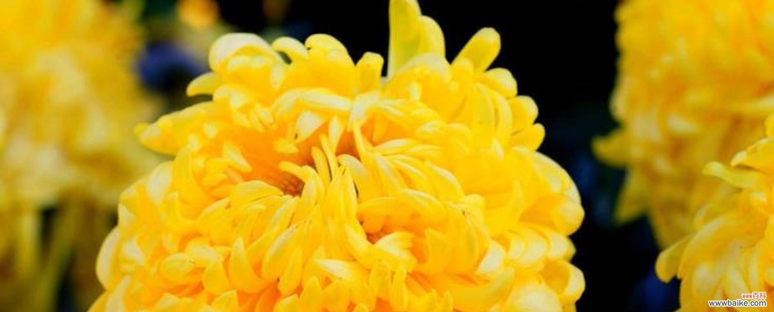 竹叶菜的花语和寓意有哪些?