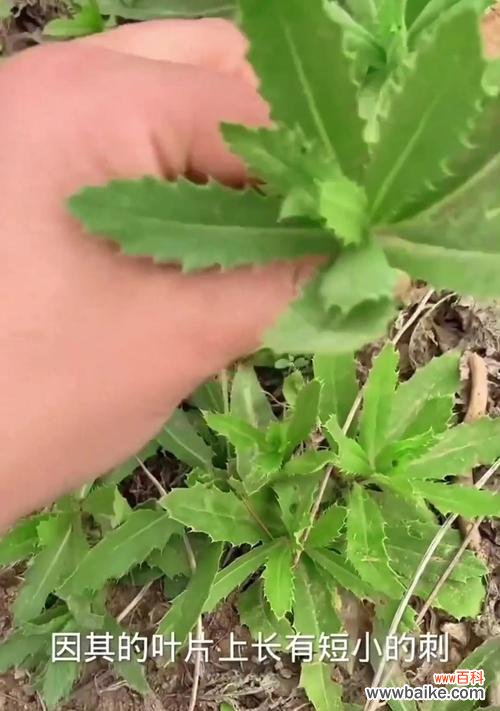 刺菜花的花语寓意是什么?它象征着什么?