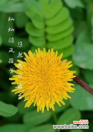 刺菜花的花语寓意是什么?它象征着什么?