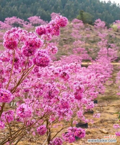 贡山紫花风铃木的花语是什么？这种花语有何特别之处？