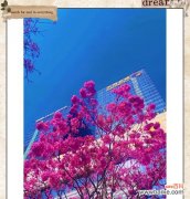 贡山紫花风铃木的花语是什么？这种花语有何特别之处？