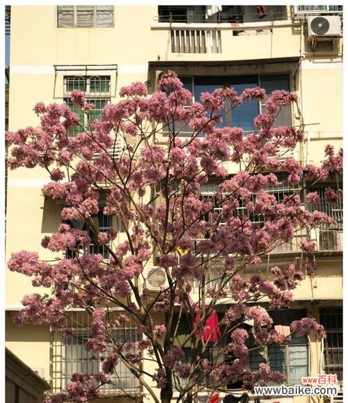 贡山紫花风铃木的花语是什么？这种花语有何特别之处？